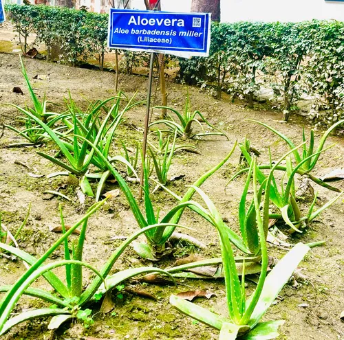 Medicinal Garden - Image 2